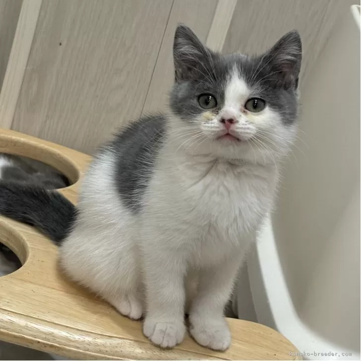 スコティッシュフォールド(立ち耳)【福岡県・男の子・2025年9月4日・ブルー&amp;ホワイト】の写真1「最新写真UP」