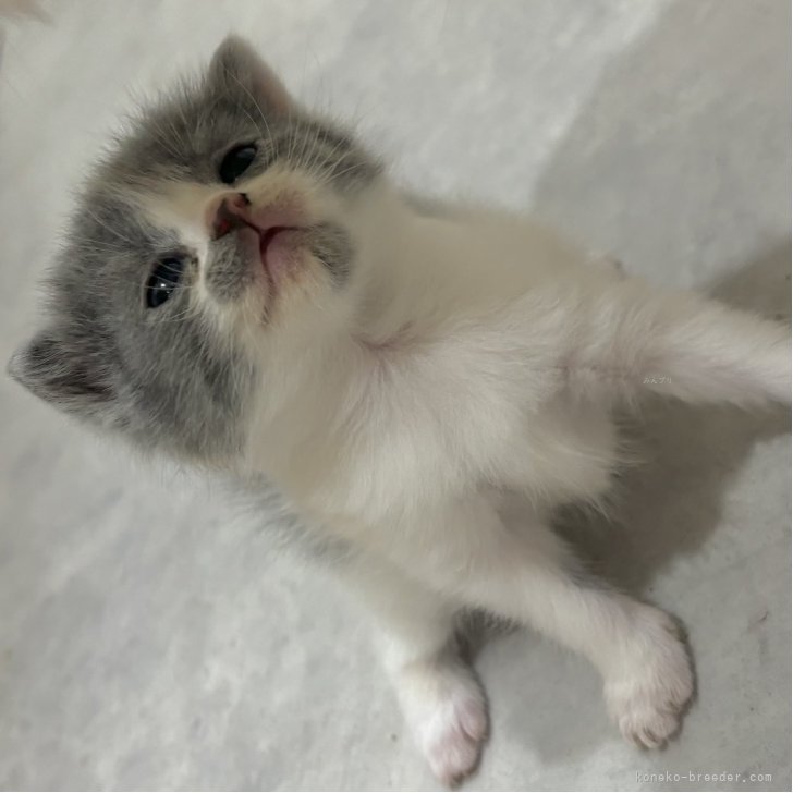 ブリーダー画像