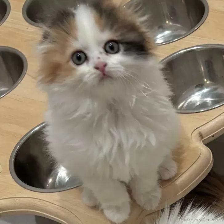 ID：2503-02717の子猫