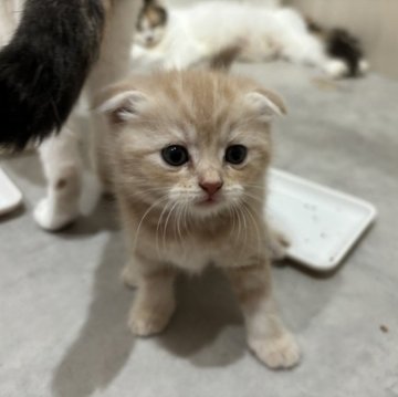 スコティッシュフォールド(折れ耳)【福岡県・男の子・2025年6月5日・クリームタビー】の写真「激かわ❣️」
