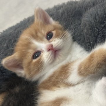 スコティッシュフォールド(立ち耳)【福岡県・女の子・2025年10月24日・レッド&ホワイト】の写真「可愛い🩷」