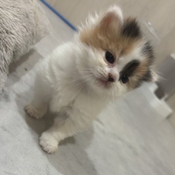 スコティッシュフォールド(立ち耳)【福岡県・女の子・2025年10月24日・キャリコ】の写真「ふわふわ激かわちゃん🫣❣️」