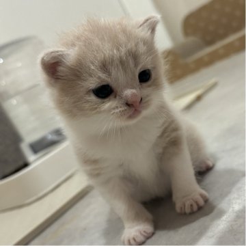 スコティッシュフォールド(折れ耳)【福岡県・女の子・2025年9月4日・クリーム&ホワイト】の写真「9/27 最新写真追加しました🌹」