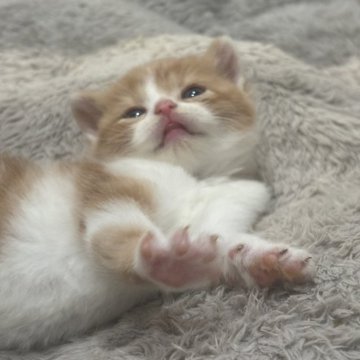 スコティッシュフォールド(立ち耳)【福岡県・女の子・2025年10月24日・レッド&ホワイト】の写真「可愛い🩷」