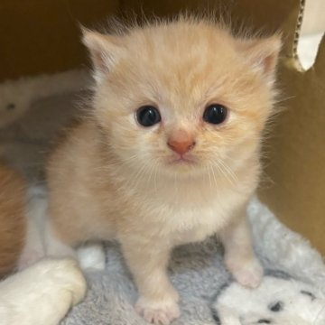 スコティッシュフォールド(折れ耳)【福岡県・男の子・2025年8月30日・クリームタビー（ふわふわ♪）】の写真「可愛い男の子🩵」