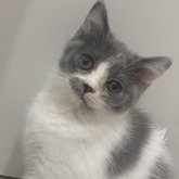 スコティッシュフォールド(立ち耳)