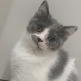 スコティッシュフォールド(立ち耳)