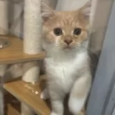 スコティッシュフォールド(立ち耳)【福岡県・男の子・2025年8月30日・クリームタビー】の写真1