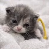 スコティッシュフォールド(折れ耳)