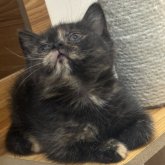 スコティッシュフォールド(立ち耳)