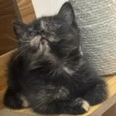 スコティッシュフォールド(立ち耳)