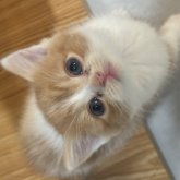 スコティッシュフォールド(立ち耳)