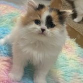 スコティッシュフォールド(立ち耳)