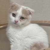 スコティッシュフォールド(折れ耳)
