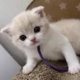 スコティッシュフォールド(折れ耳)