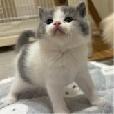 スコティッシュフォールド(立ち耳)