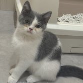 スコティッシュフォールド(立ち耳)