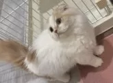 スコティッシュフォールド(折れ耳)【福岡県・男の子・2024年10月25日・クリーム&ホワイト】の写真3「折れ耳くんです🧡」