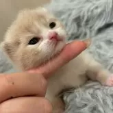 スコティッシュフォールド(折れ耳)【福岡県・男の子・2025年5月4日・クリーム&ホワイト】の写真3