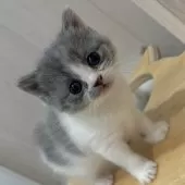 スコティッシュフォールド(立ち耳)【福岡県・女の子・2025年9月4日・ブルー&ホワイト】の写真4