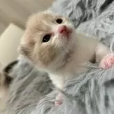 スコティッシュフォールド(折れ耳)【福岡県・男の子・2025年5月4日・クリーム&ホワイト】の写真4