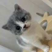 スコティッシュフォールド(立ち耳)【福岡県・女の子・2025年9月4日・ブルー&ホワイト】の写真5