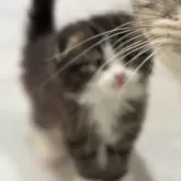 スコティッシュフォールド(折れ耳)【福岡県・女の子・2024年11月10日・ブラウンタビー】の写真7