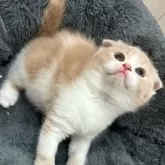 スコティッシュフォールド(折れ耳)【福岡県・男の子・2025年5月4日・クリーム&ホワイト】の写真8