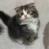 スコティッシュフォールド(折れ耳)【福岡県・女の子・2024年11月10日・ブラウンタビー】の写真9