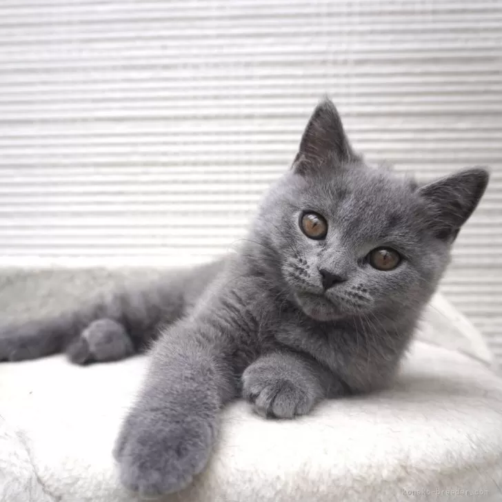 ID：2403-01664の子猫