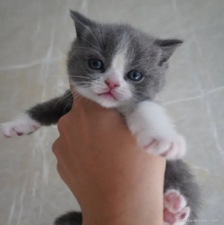 ID：2308-01534の子猫