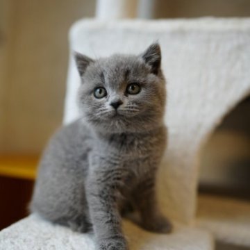 ブリティッシュショートヘア【愛知県・女の子・2023年2月14日・ブルー】の写真「かわいい女の子で甘えん坊！」