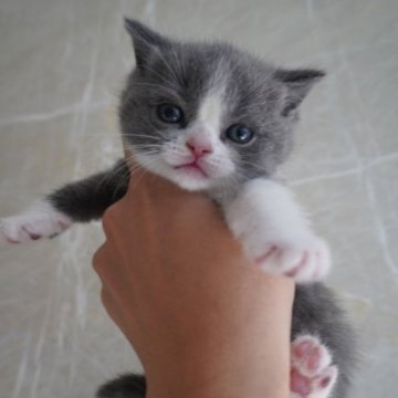 ブリティッシュショートヘア【愛知県・女の子・2023年7月29日・ブルータビーホワイト】の写真「かわいい女の子！」