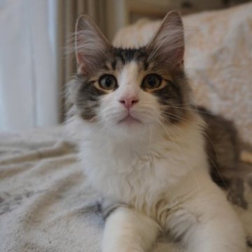 ノルウェージャンフォレストキャット【愛知県・男の子・2023年5月15日・ブラウンタビーホワイト】の写真「トリプルチャンピオンの子供 男の子！」