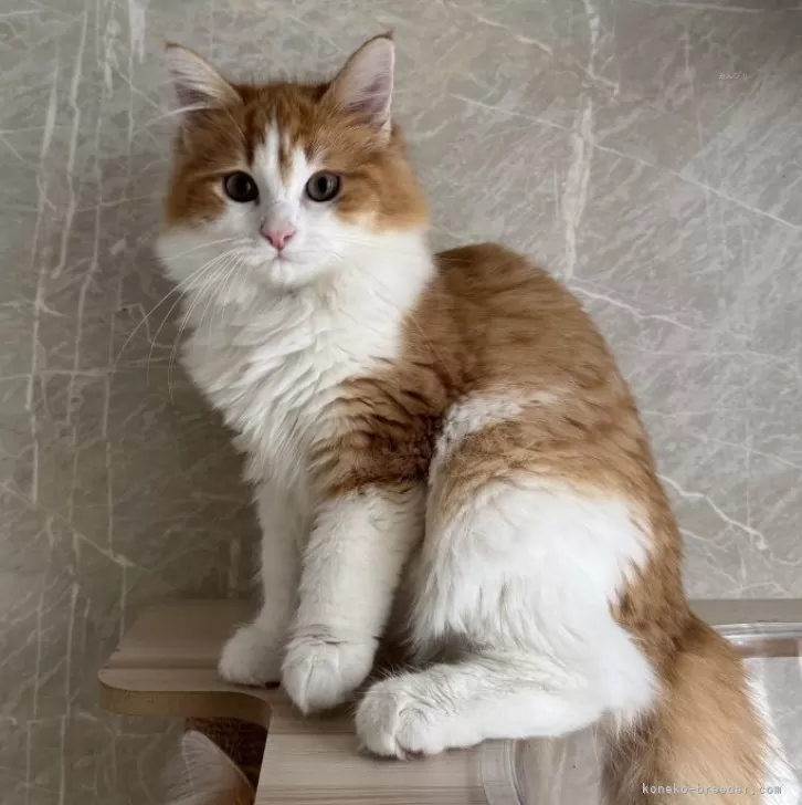 ノルウェージャンフォレストキャット【愛知県・女の子・2025年7月6日・レッドタビーホワイト】の写真1