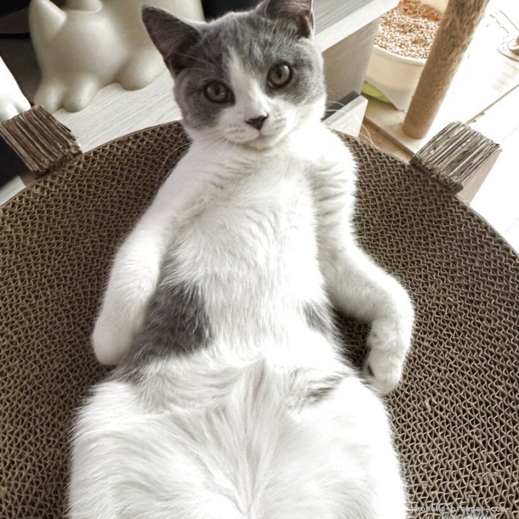 ブリーダー画像