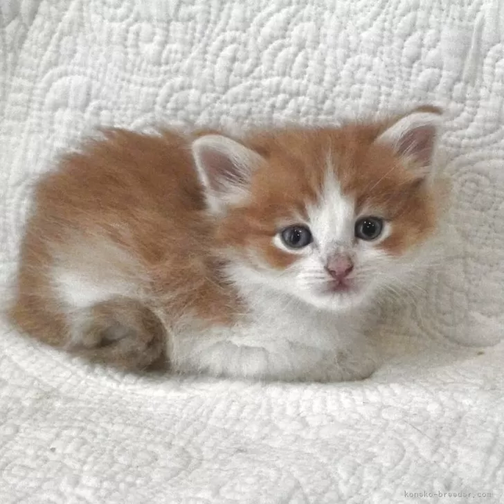 ID：2508-01833の子猫