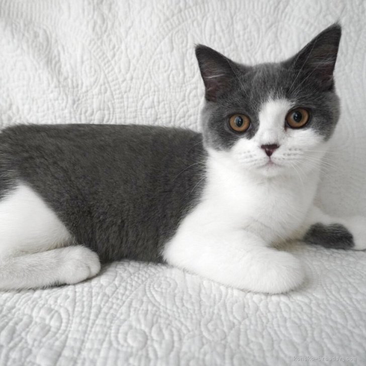 ブリーダー画像