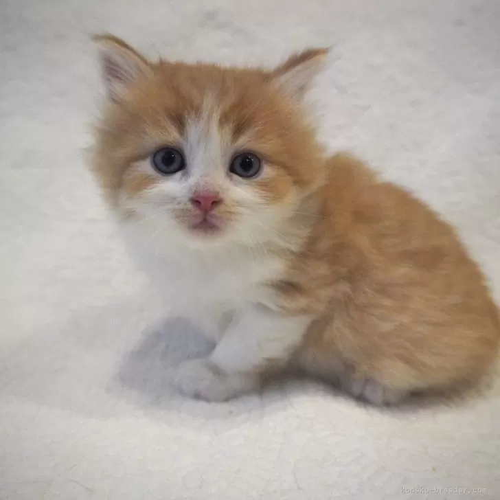 ID：2503-02192の子猫