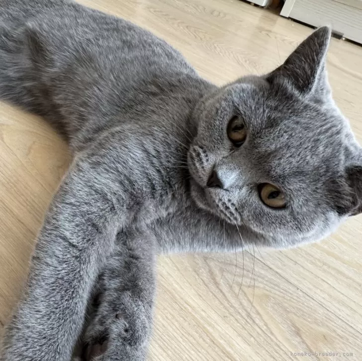 ID:2412-00691の子猫