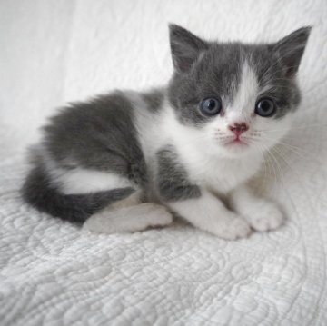 ブリティッシュショートヘア【愛知県・男の子・2025年4月4日・ブルータビーホワイト】の写真「お問い合わせお待ちしております🫡」