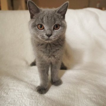 ブリティッシュショートヘア【愛知県・女の子・2025年4月4日・ブルー】の写真「お問い合わせお待ちしております🫡」