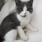ブリティッシュショートヘア【愛知県・男の子・2024年11月7日・ブルータビーホワイト】の写真1