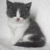 ブリティッシュショートヘア