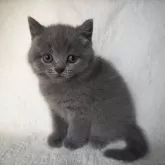 ブリティッシュショートヘア