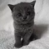 ブリティッシュショートヘア