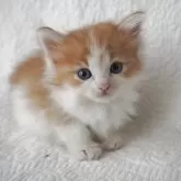 ノルウェージャンフォレストキャット