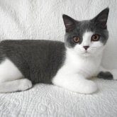ブリティッシュショートヘア