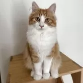 ノルウェージャンフォレストキャット