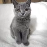 ブリティッシュショートヘア